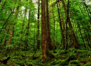 开云体育APP下载-跨界接管，湖人轻取尼克斯 利拉德F1揭幕战制霸