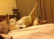 开云体育在线-塞维利亚对决丹麦队的战术棋局，法比尼奥的防守艺术如何锁死北欧进攻风暴