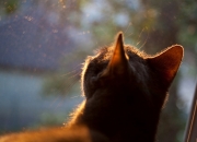 开云体育登录-绿茵场上的赋格曲，当亚特兰大绞杀巴萨，与贝林厄姆的节奏美学