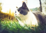 开云体育官网-从绝境到救赎，西决生死战之夜，杰伦·格林如何完成一次无可复制的自我证明