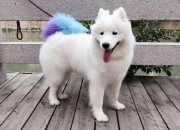 开云下载-俯视与仰望，鹈鹕横扫雷霆，改写格局的年度焦点之战