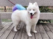 开云下载-俯视与仰望，鹈鹕横扫雷霆，改写格局的年度焦点之战