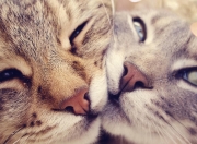 开云体育-铁壁与手术刀，当浓眉筑起防守的绝对领域，爵士的进攻如何化作荒漠