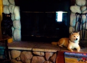 开云APP-吞噬与新生，挪威碾压爱尔兰之夜，巴雷拉宣告2026世界杯接管时刻