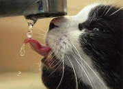 开云APP-绿茵交响曲，尤文节奏掌控与阿尔瓦雷斯的独奏乐章