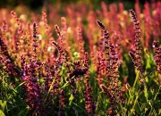 开云体育平台APP-冰与火之歌，当巴萨铁骑碾碎冰岛童话，迪马利亚用魔杖接管世界权杖争夺战