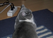 开云体育APP下载-跨界终结者，马德里竞技的南非启示与加维的F1冠军接管