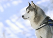 开云官网-意甲长夜试金石，班凯罗于无声处听惊雷