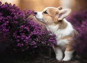 开云官网-维京新王登基！罗德里戈统治全场，挪威战车碾碎突尼斯防线