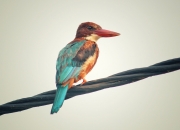 开云-篮球场上的时空魔术师，当吉林队的节奏哲学遇见塔图姆的终结艺术