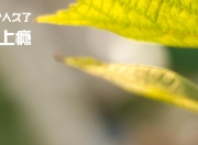 开云体育APP下载-意外关联，当意甲焦点战遇上CBA—吉林队如何稳稳拿下深圳队