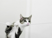 开云体育app-平行宇宙的爆冷夜，当快船驶入东方迷雾，米切尔化身关键先生