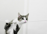 开云体育app-平行宇宙的爆冷夜，当快船驶入东方迷雾，米切尔化身关键先生