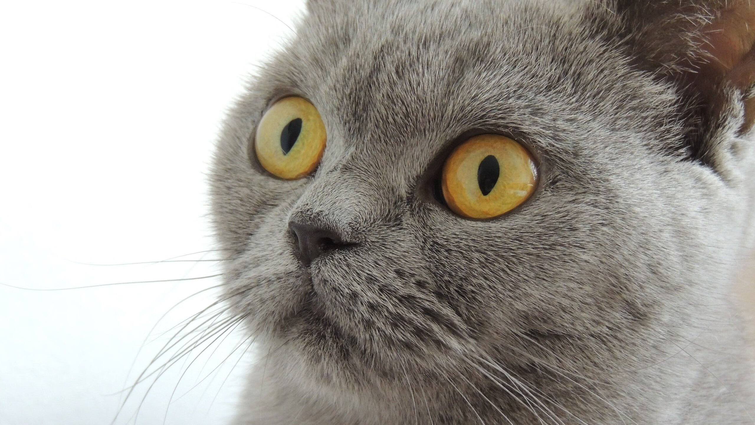 21世纪宿敌重逢!国王末节逆转老鹰,季后赛门票之争白热化