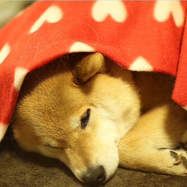 绿茵收割，爱尔兰力克尼日利亚，帕尔默冠军级表现铸就辉煌