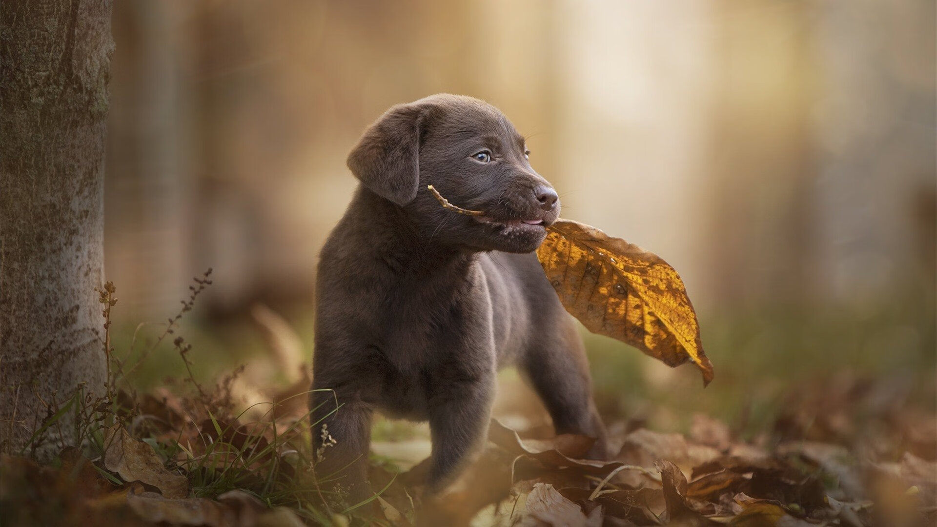 足球元宇宙裂缝，当阿尔及利亚黄金一代跨越时空横扫勒沃库森，梅西是唯一的引力核心
