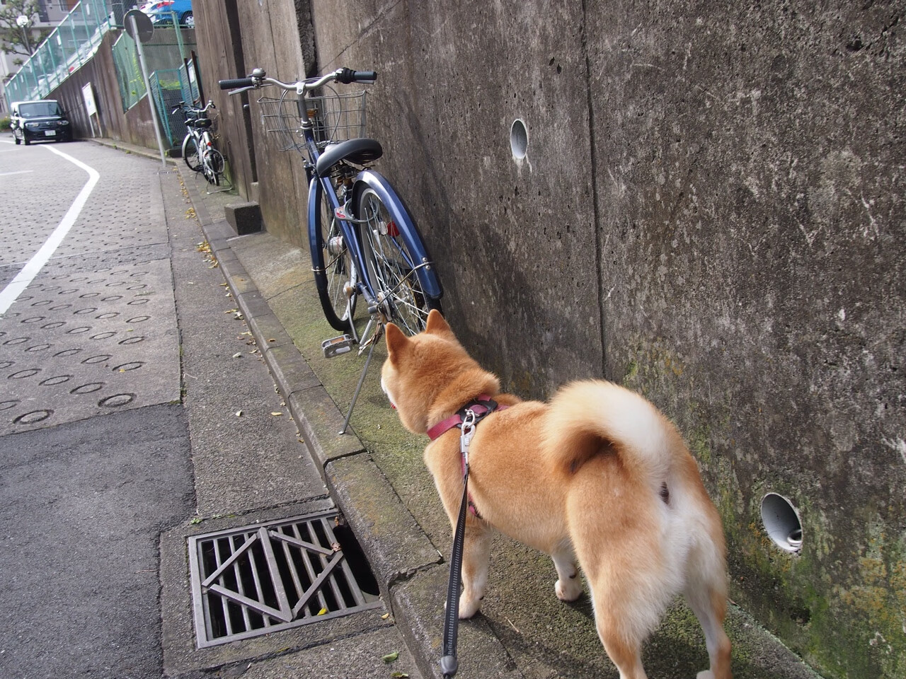 双面欧洲杯，英雄黄昏与本泽马匕首，苏格兰逆袭威尔士