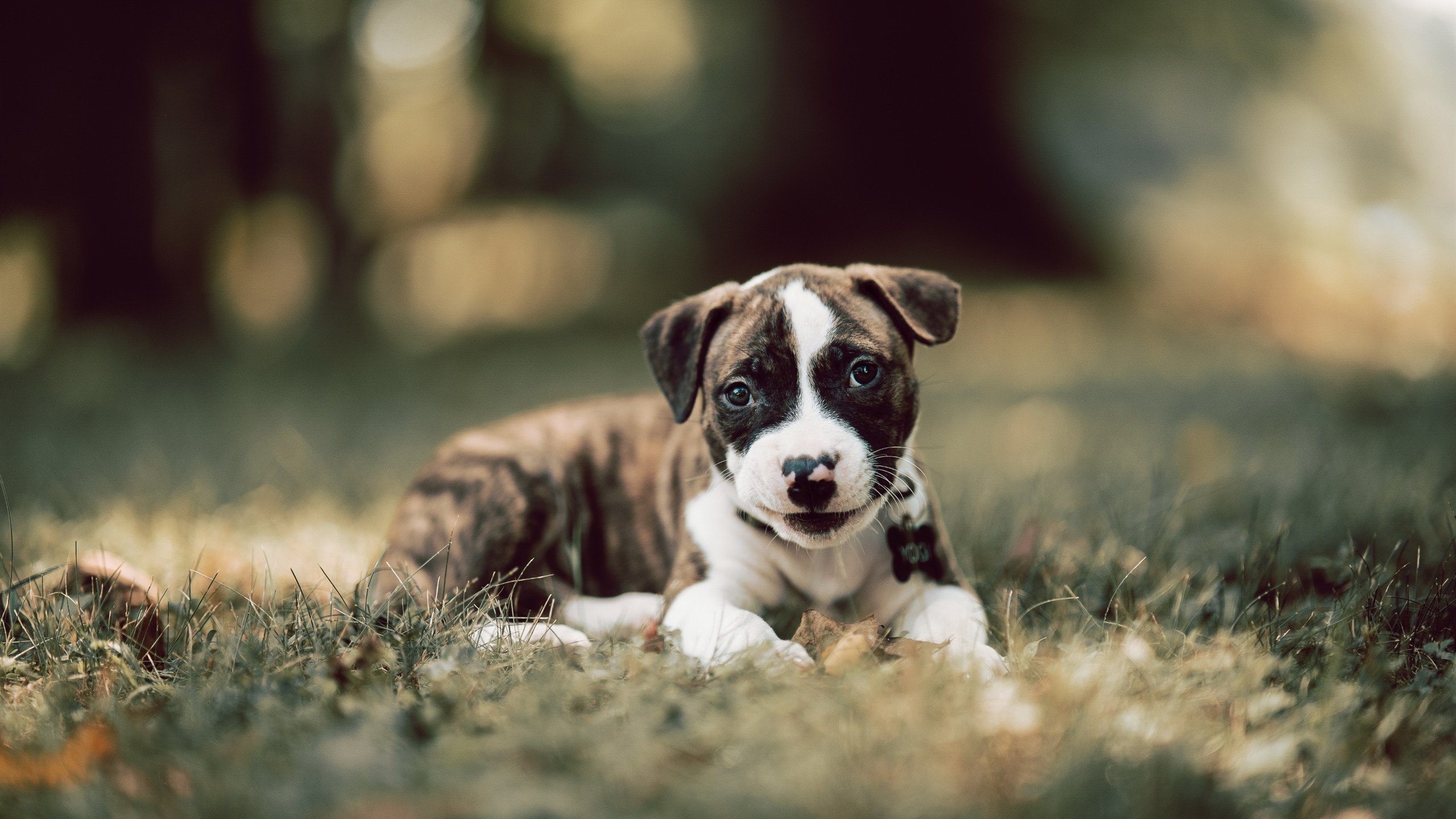 当绿茵场变成画布,孔德在巴西对克罗地亚一役中,以数据为墨写就的独白