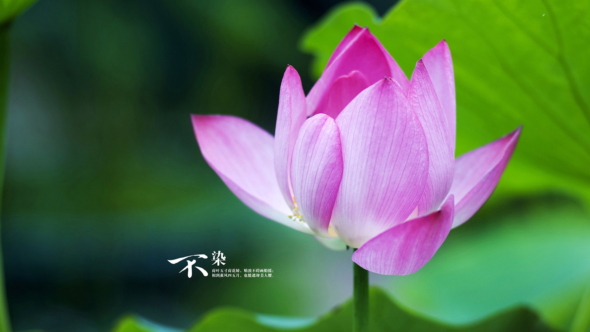 唯一的布雷默,当城市之心击败格子军团