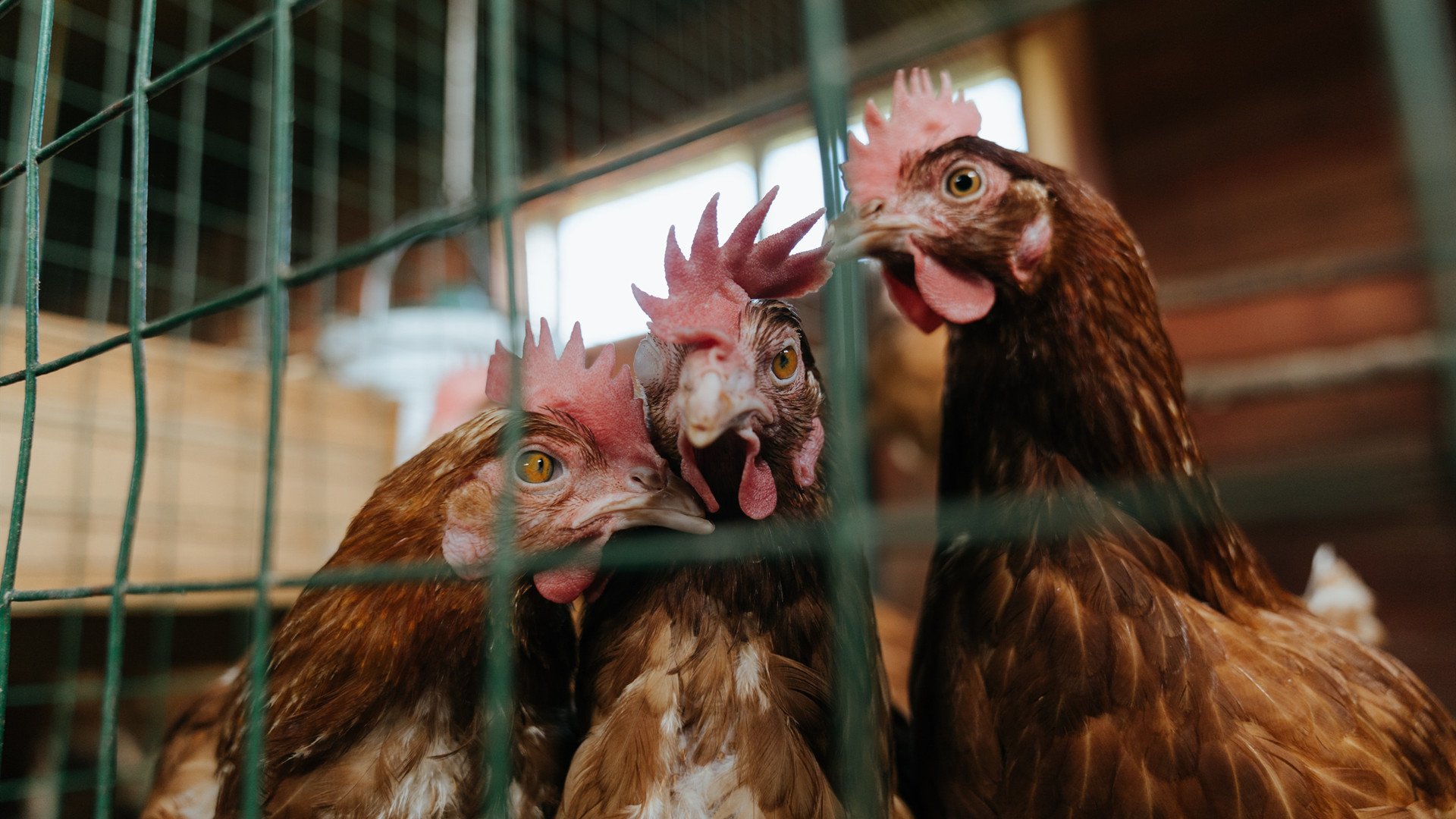 鹰击长空,武切维奇展现王牌本色,关键战役中无惧挑战定乾坤