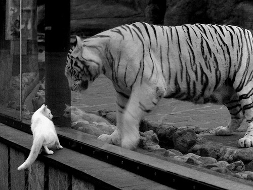 铁闸与利刃，尼日利亚的窒息式防守如何锁住马里，阿拉巴的尖刀为何总能见血？