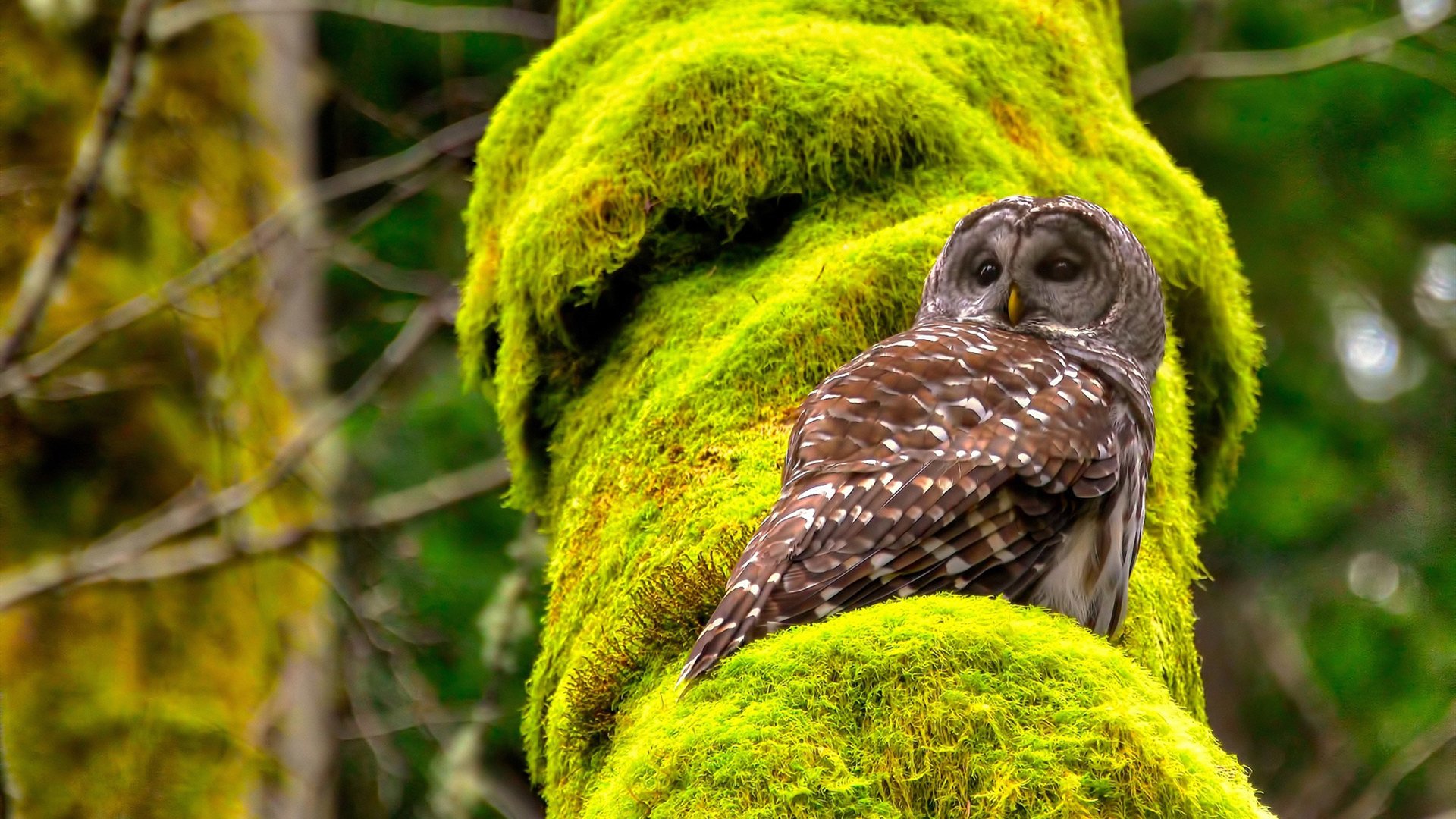 单极足球时代，从地缘政治到绿茵场的绝对权力美学