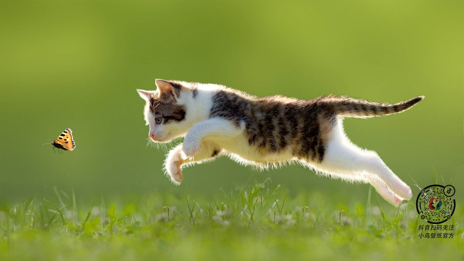 时代浪潮与冠军之心，当深圳队遇见凯尔特人的库里