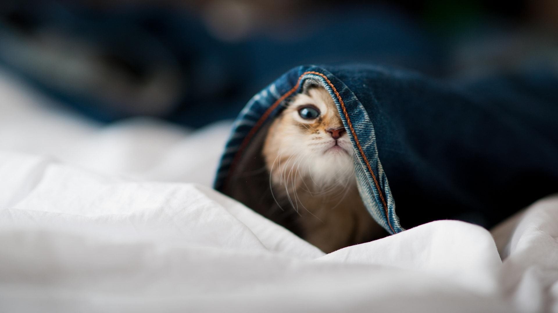 不止压哨三分，当利拉德在绝境中触摸永恒