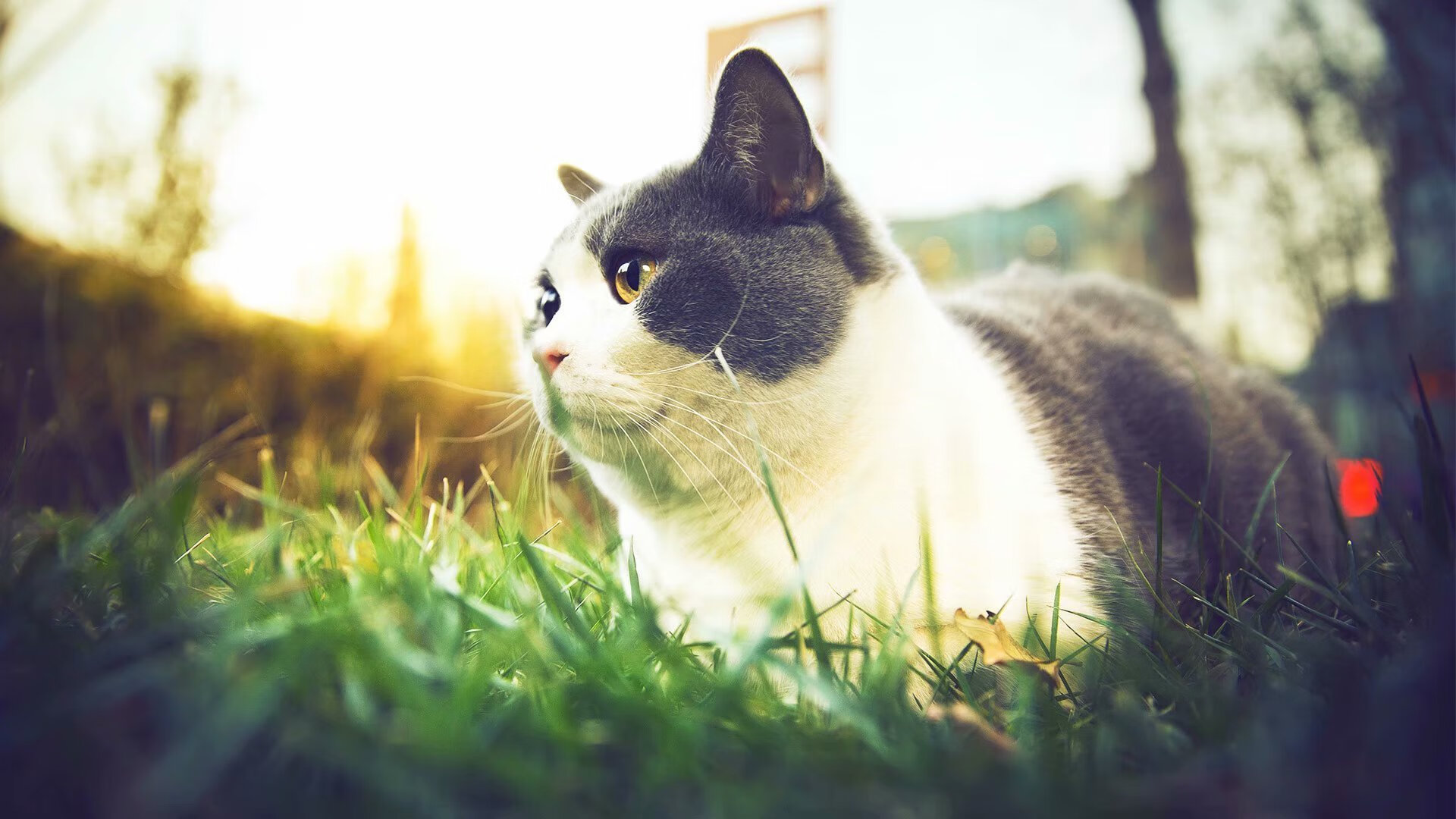 从绝境到救赎，西决生死战之夜，杰伦·格林如何完成一次无可复制的自我证明