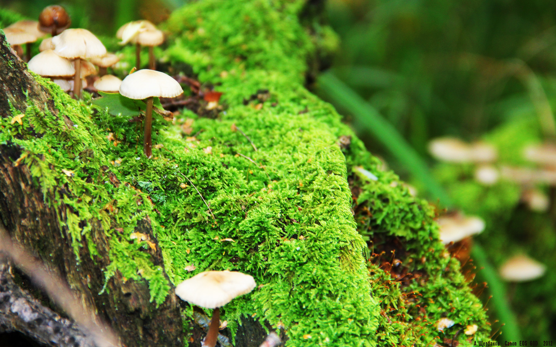 恩波利与恩比德，一个夜晚，两个世界的破壁瞬间