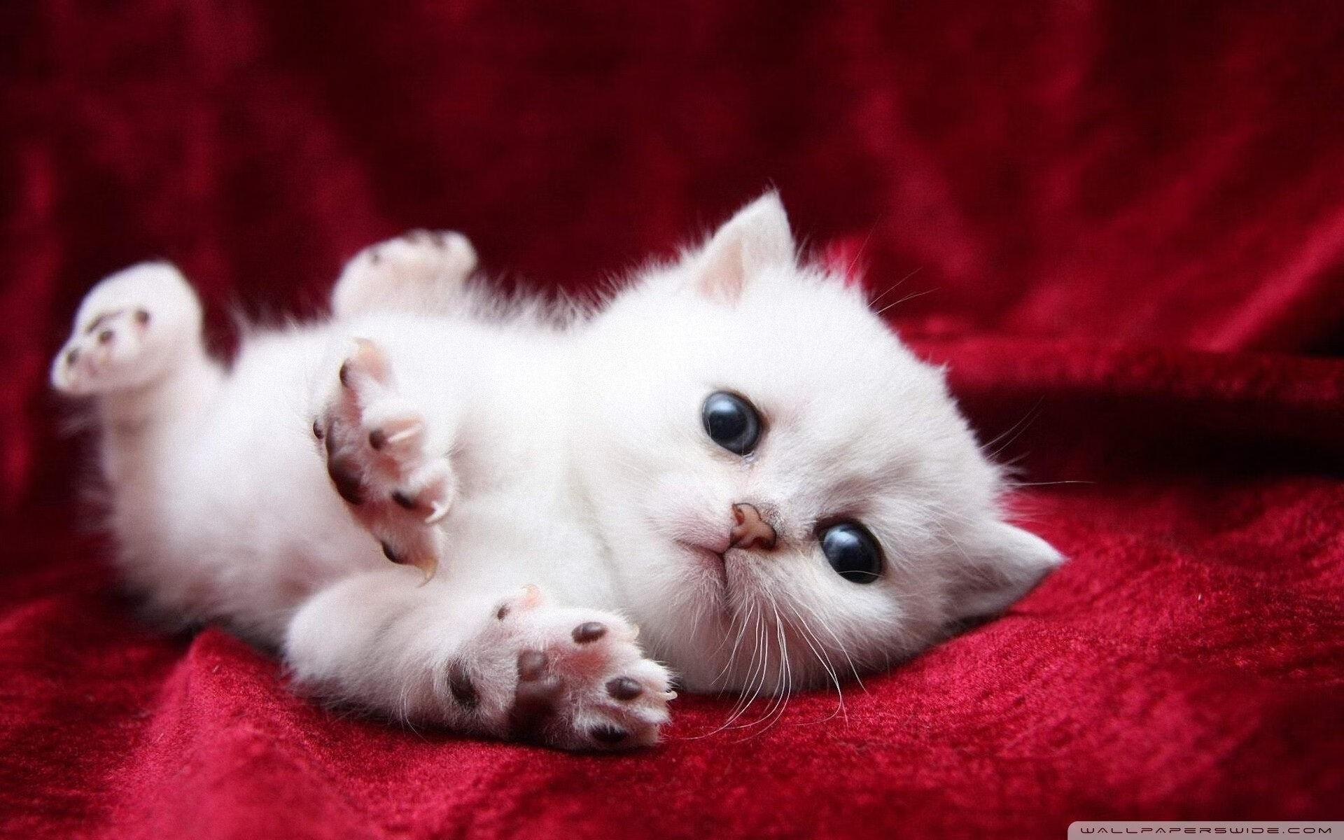 魔法终结之夜,当米切尔的冰霜呼吸冻结奥兰多奇迹