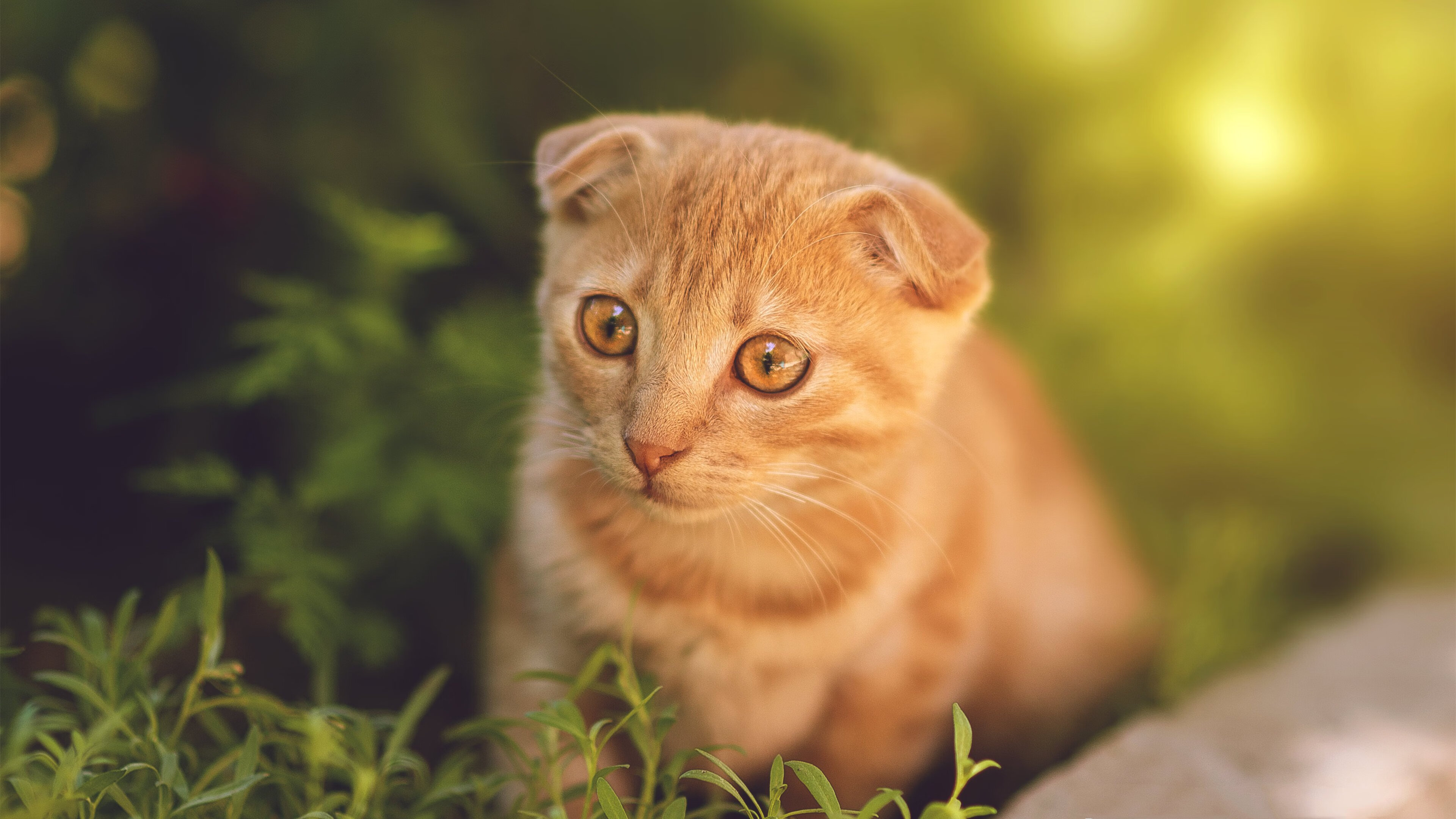 跨界争霸，鹈鹕险胜广东队问鼎篮球之巅，哈利伯顿英超赛场奇幻接管夺冠战