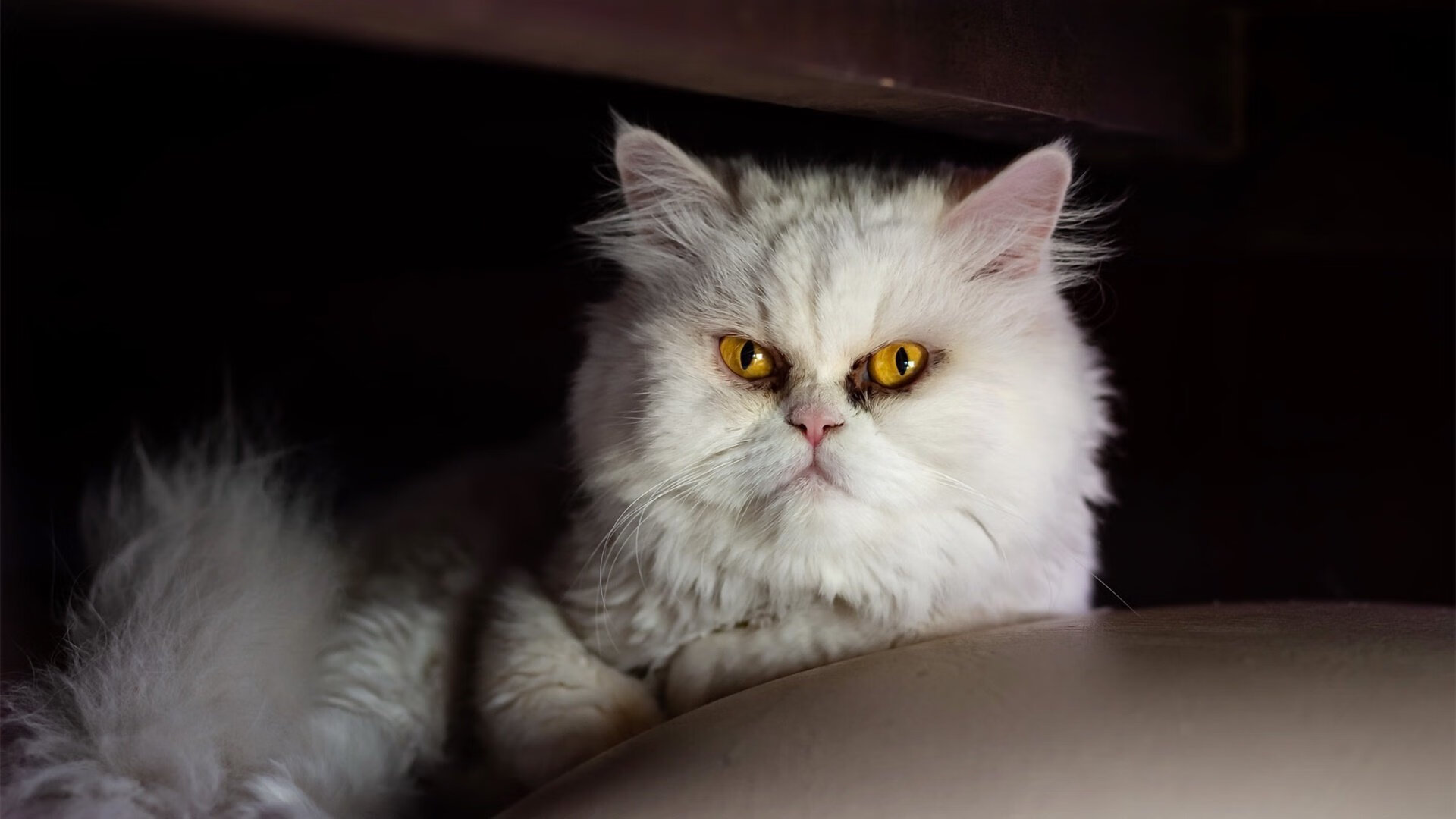 土耳其逆流，当老妇人被黑色浪潮吞没，弗拉霍维奇成为不可阻挡的关键先生