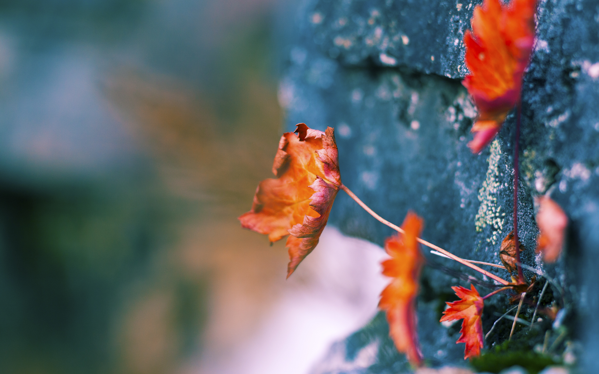 撕裂平庸,当福克斯的利爪划破季后赛之夜