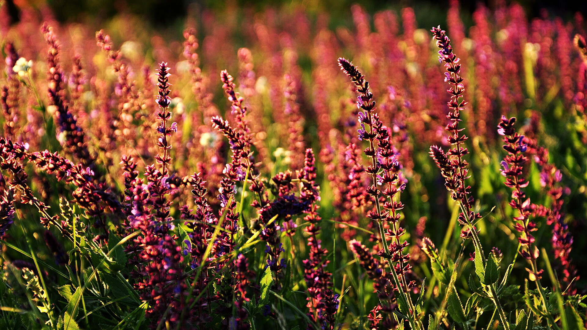 西域军团大漠烈日,利拉德三节决胜,一场战术与意志的全面碾压