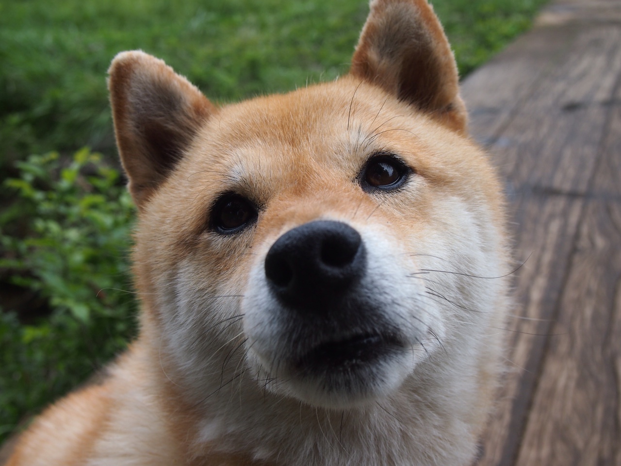 37岁保罗指挥家式胜利，当个人评分拉满遇上鹈鹕团队逆袭