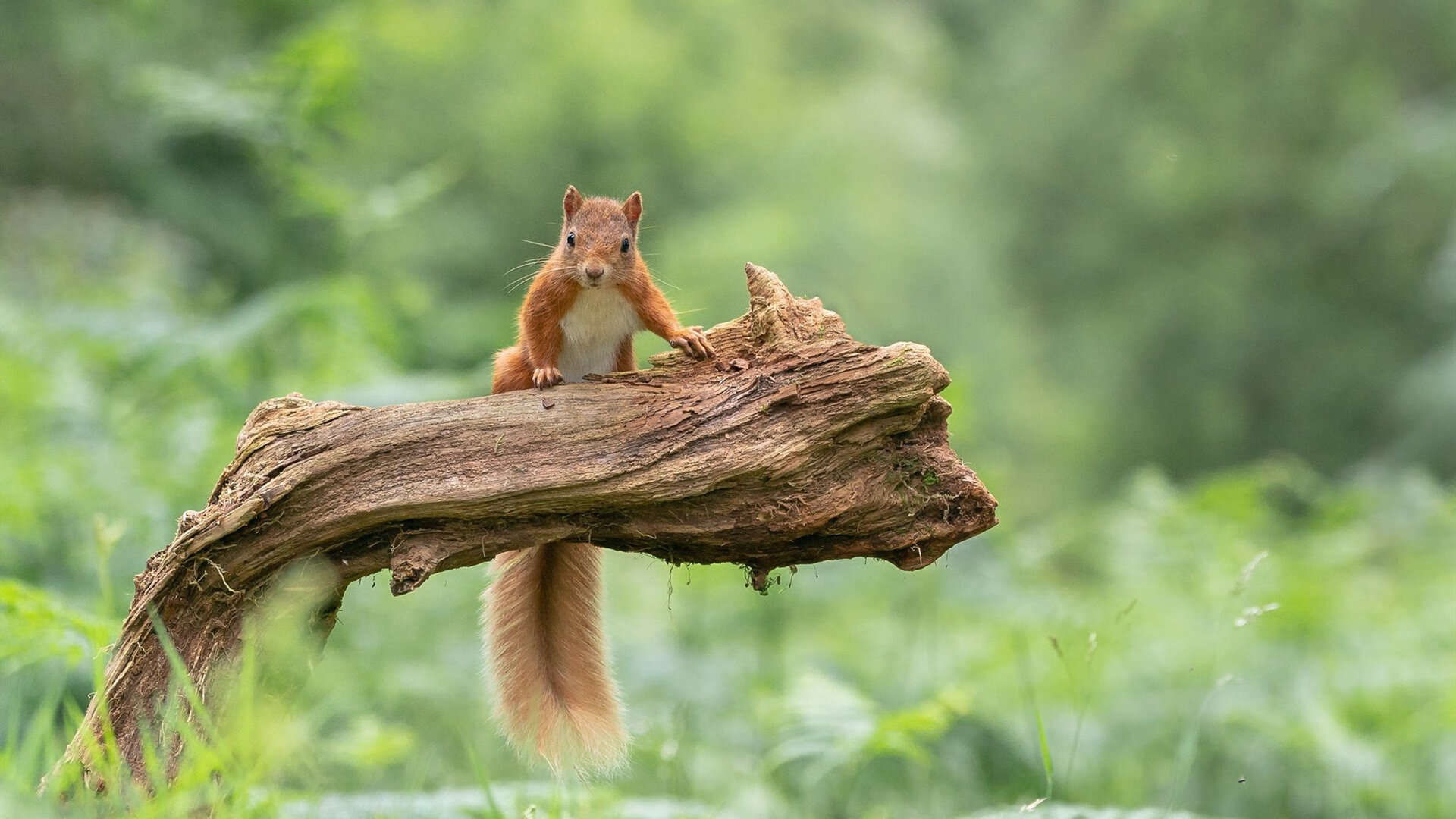 绿茵场的双重奏，当团队风暴遇见孤胆英雄