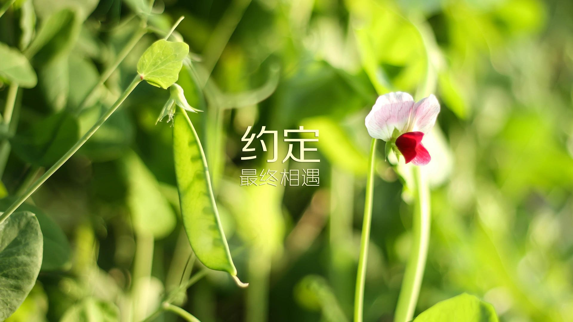 逆锋之刃，2026世界杯G组，吉鲁的英格兰诅咒与西班牙的宿命对决
